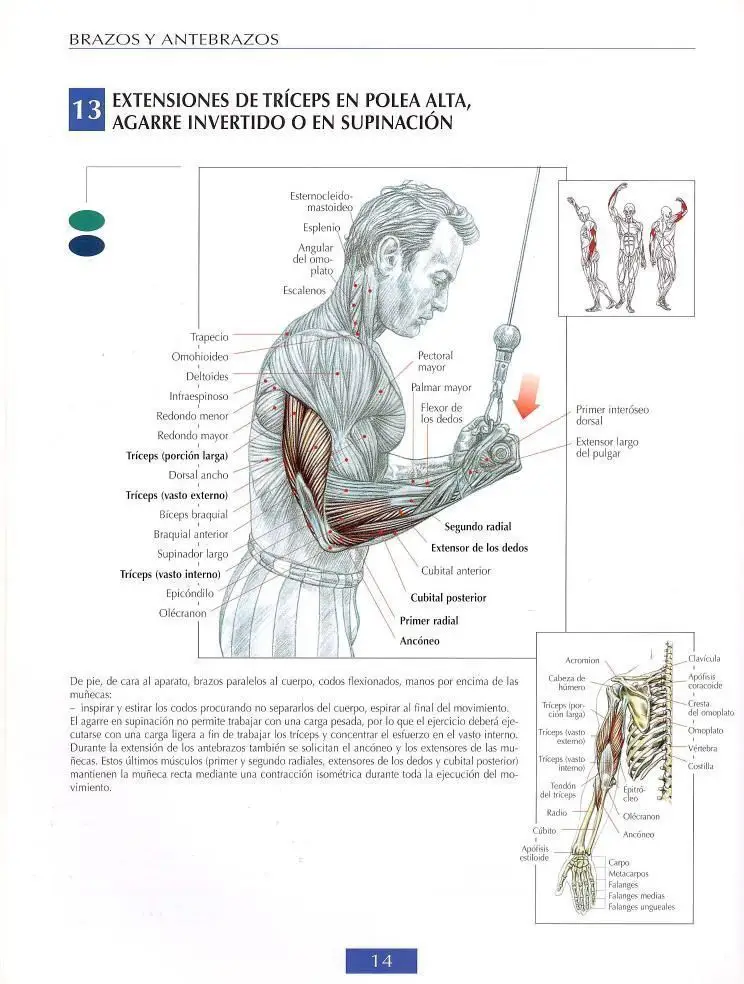 Extensiones de triceps polea alta agarre supinación 5 Extensiones de triceps polea alta agarre supinación