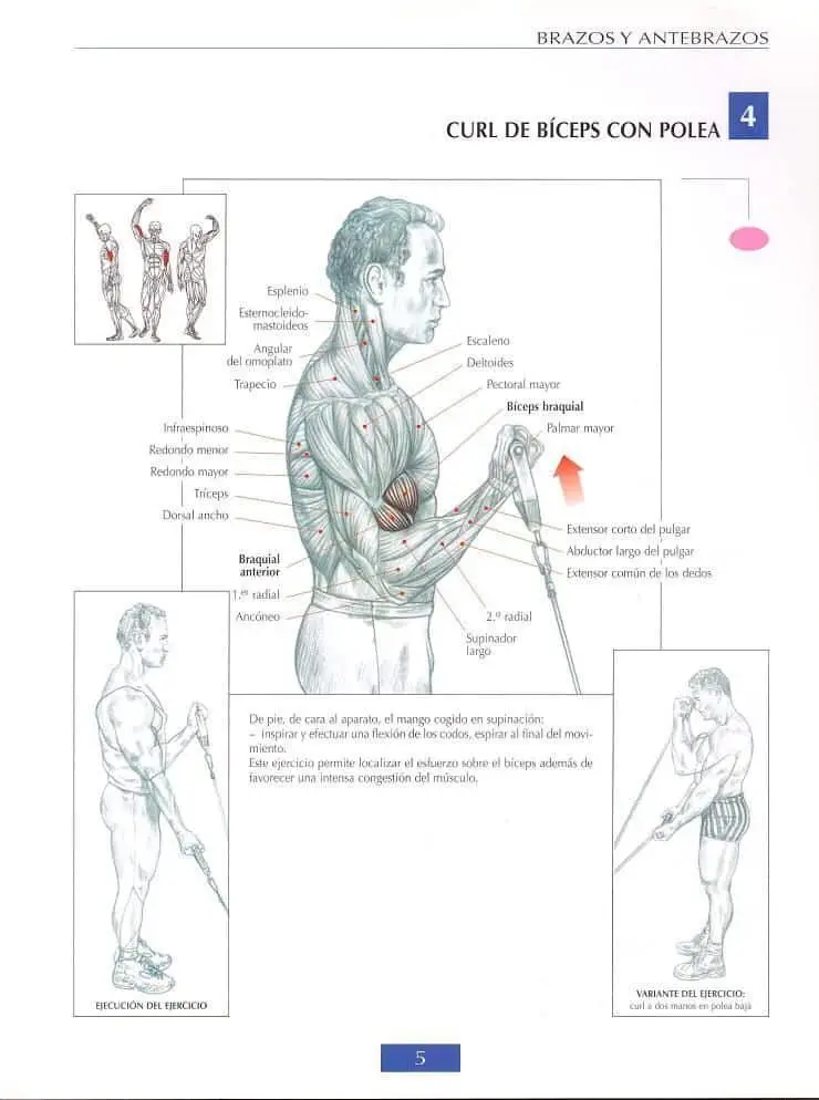 Curl de biceps con polea 4 Curl de biceps con polea