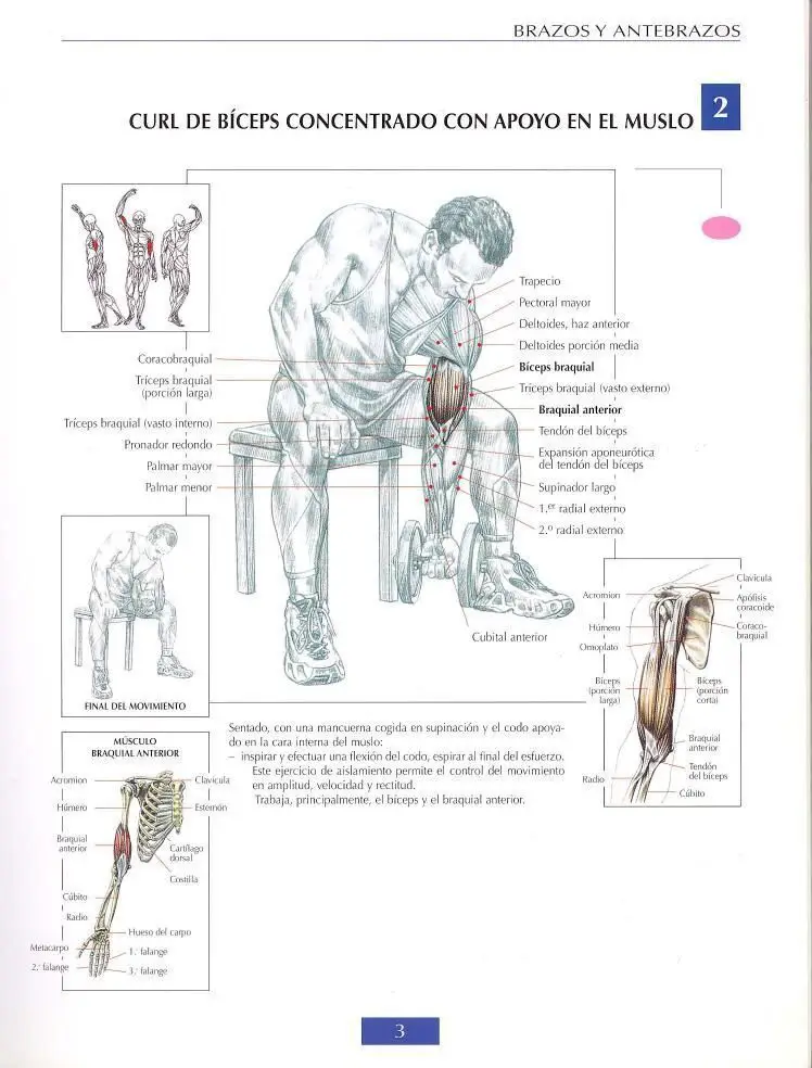Curl de biceps concentrado 4 Curl de biceps concentrado