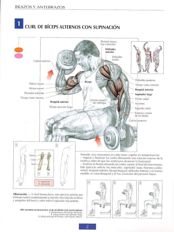 Curl de biceps alternos con supinación 5 Curl de biceps alternos con supinación