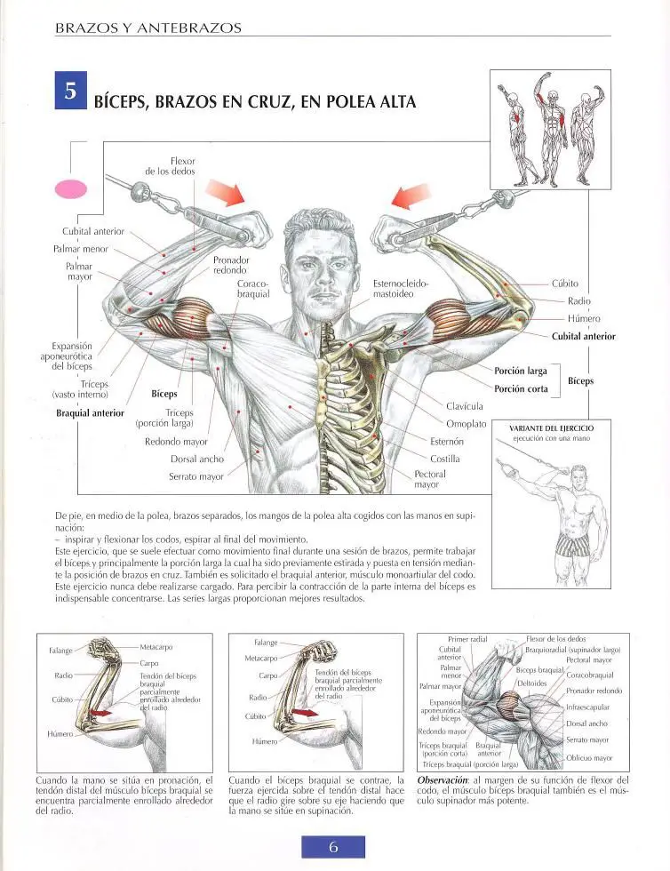 Biceps entre poleas 4 Biceps entre poleas
