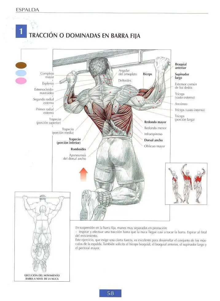 Dominadas: GUÍA COMPLETA PULL UPS 5 Dominadas