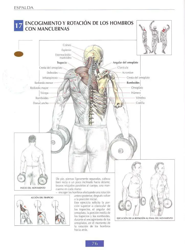 Encogimiento y rotación de los hombros con mancuernas 5 Encogimiento y rotación de los hombros con mancuernas