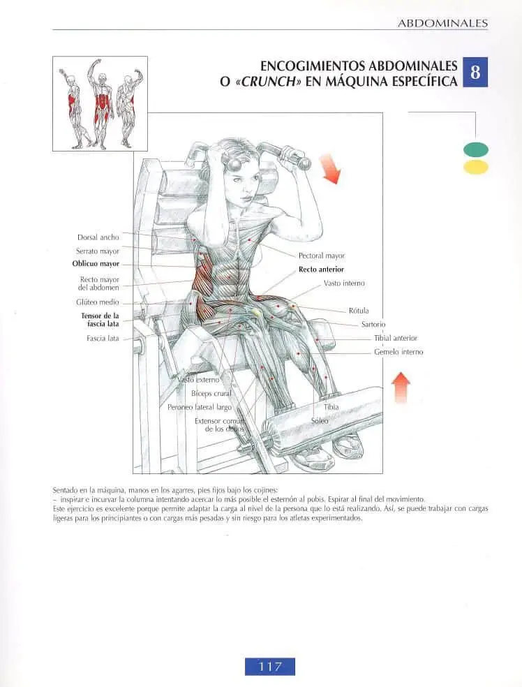 Encogimiento de abdominales o crunch en máquina específica 4 Encogimiento de abdominales o crunch en máquina específica