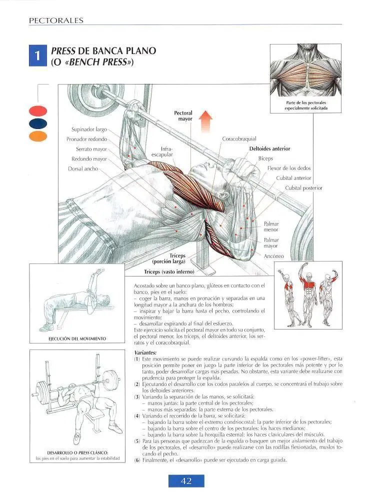 Press de banca plano o Bench press 5 Press de banca plano o Bench press