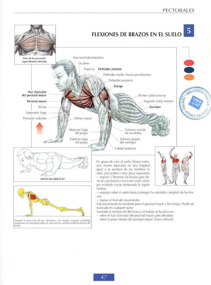Flexiones de brazos en el suelo 4 Flexiones de brazos en el suelo