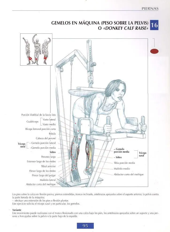 Gemelos en máquina, peso libre sobre pelvis 5 Gemelos en máquina, peso libre sobre pelvis