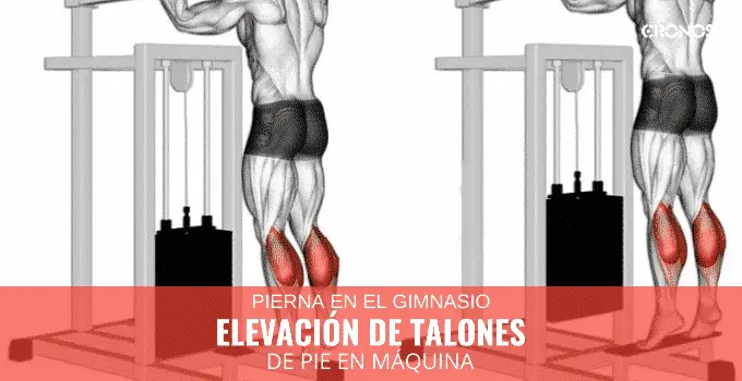 Elevación de talones de pie en máquina 3 Elevación de talones en máquina