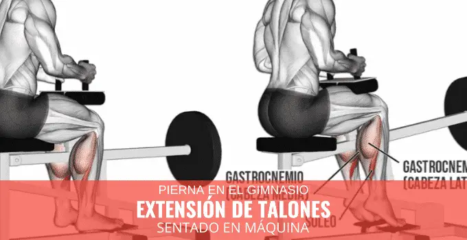 Extensión de talones sentado en máquina 3 Extensión de talones sentado