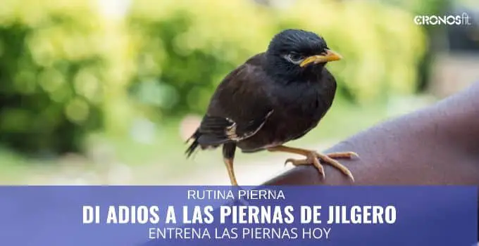 Di Adiós a las piernas de Jilguero: Rutina de Piernas 4 Di adios a las piernas de jilgero