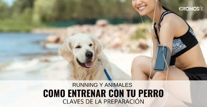 Cómo entrenar con tu perro 1 Como entrenar con tu perro