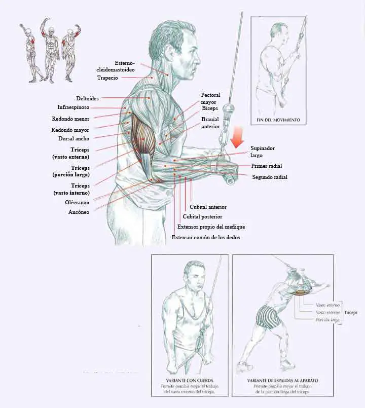 Extensión de Tríceps en polea alta manos en pronación 4 extensiones de triceps polea alta manos en pronacion