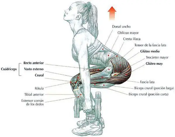 Flexión de rodillas con mancuernas 4 Flexión-de-rodillas-con-mancuernas-anatomia