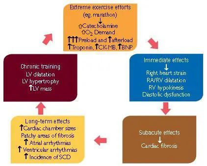 Ejercicio físico y remodelación cardiaca en Atletas altamente entrenados 3 Ejercicio físico y remodelación cardiaca en Atletas altamente entrenados (2)