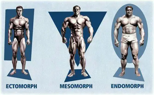 Métodos de entrenamiento: Objetivos, Somatotipo y Genética 7 Entrenamiento según somatotipo