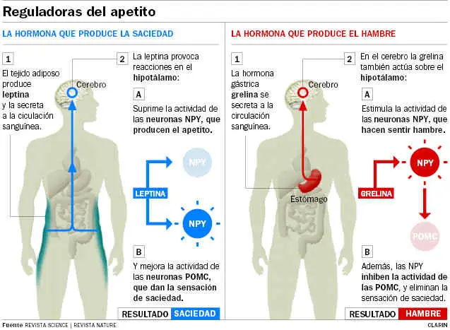 Leptina y el control sobre las cantidades que comemos 5 Leptina y Obesidad