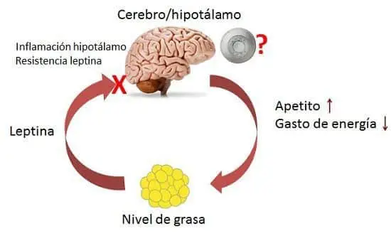 Leptina y el control sobre las cantidades que comemos 6 Leptina y Obesidad