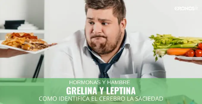 Como identifica nuestro cerebro la saciedad: Grelina y Leptina 3 Grelina y Leptina