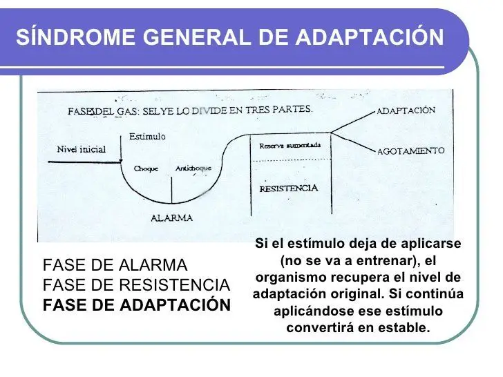 Planificación del entrenamiento 9 proceso-de-adaptación-deportiva
