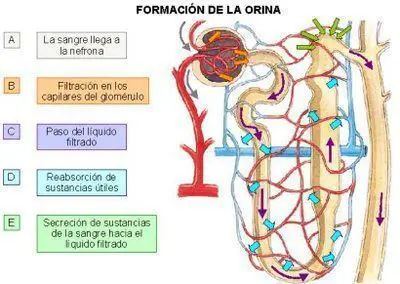 Insuficiencia renal aguda en Maratón y carreras de larga distancia 4 Cómo se forma la orina