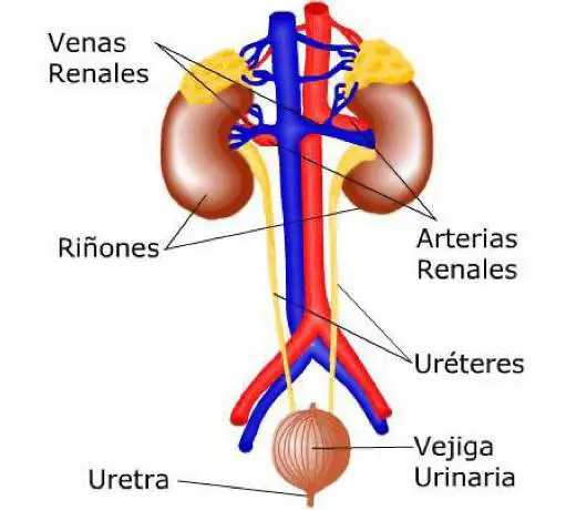 Insuficiencia renal aguda en Maratón y carreras de larga distancia 5 Sistema excretor