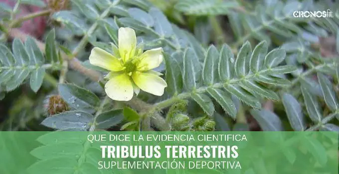 Tribulus terrestris 7 Tribulus terrestris 3