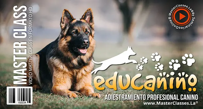 Tu perro Tu mejor compañero de Entrenamiento con Educanino 2 Educanino Adiestramiento Profesional