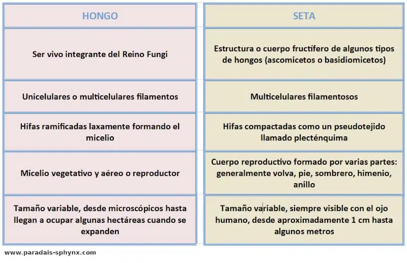 Todo Sobre Setas 5 Diferencias Hongo y Seta