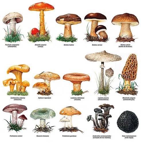 Todo Sobre Setas 6 Setas y Hongos Comestibles