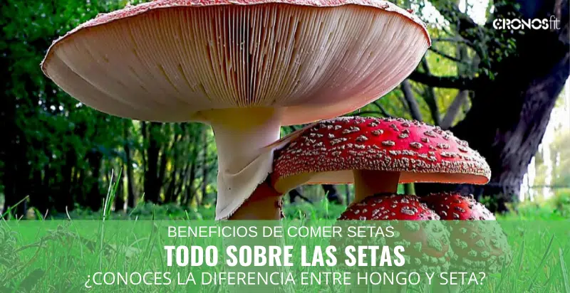 Todo Sobre Setas 8 Todo Sobre las Setas
