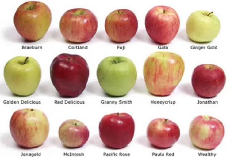 Tipos de Manzanas 6 tipos de manzanas