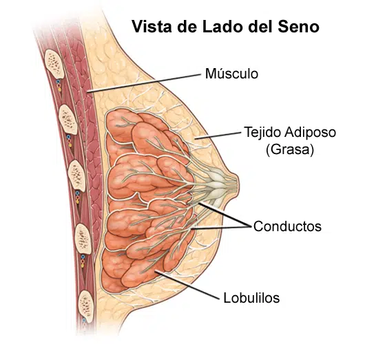 Como Conseguir Senos más Bonitos 5 anatomía seno mujer