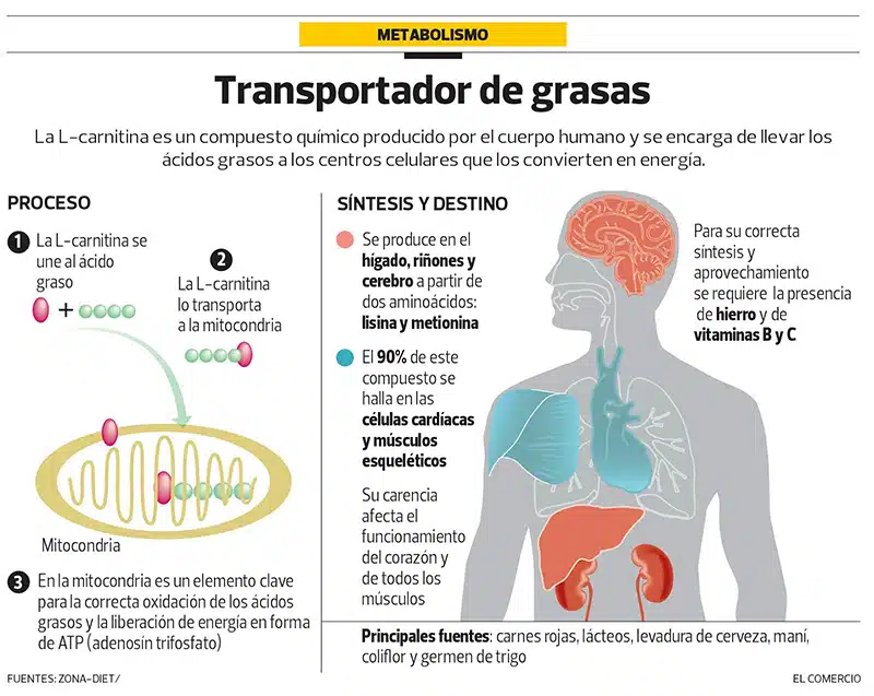 Carnitina: Usos, Dosis y Efectos 6 funciones de la L-Carnitina