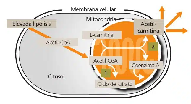 Carnitina: Usos, Dosis y Efectos 5 metabolismo l-carnitina