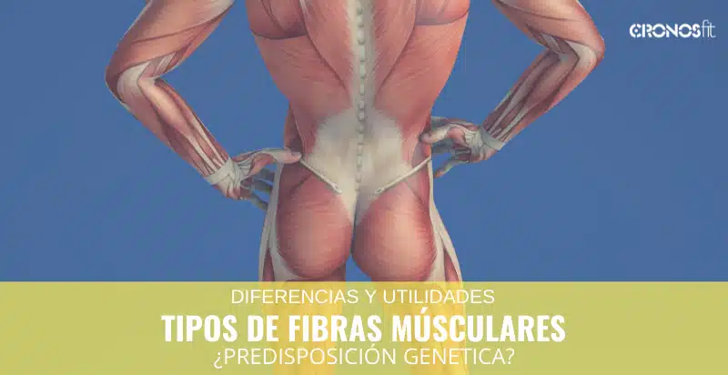 Tipos de fibras musculares 2 Tipos de fibras musculares 2